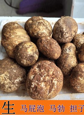 云南野生菌新鲜野生菌马皮泡地馒头马屁泡地滚子美味