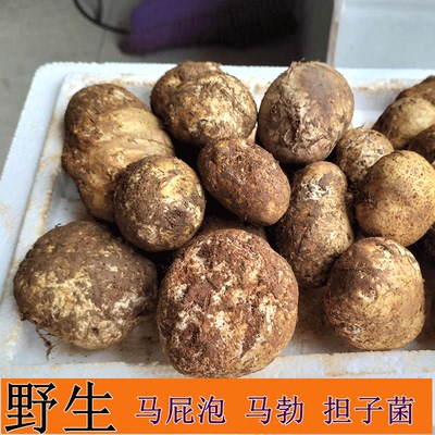 云南野生菌新鲜野生菌马皮泡地馒头马屁泡地滚子美味
