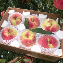 云南正宗丽江雪桃鲜果脆甜现摘发整箱新鲜高山寿桃桃当季水果包邮