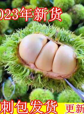云南栗子带刺球发新鲜白皮栗子