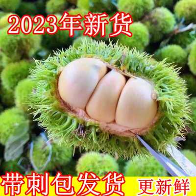 云南栗子带刺球发新鲜白皮栗子