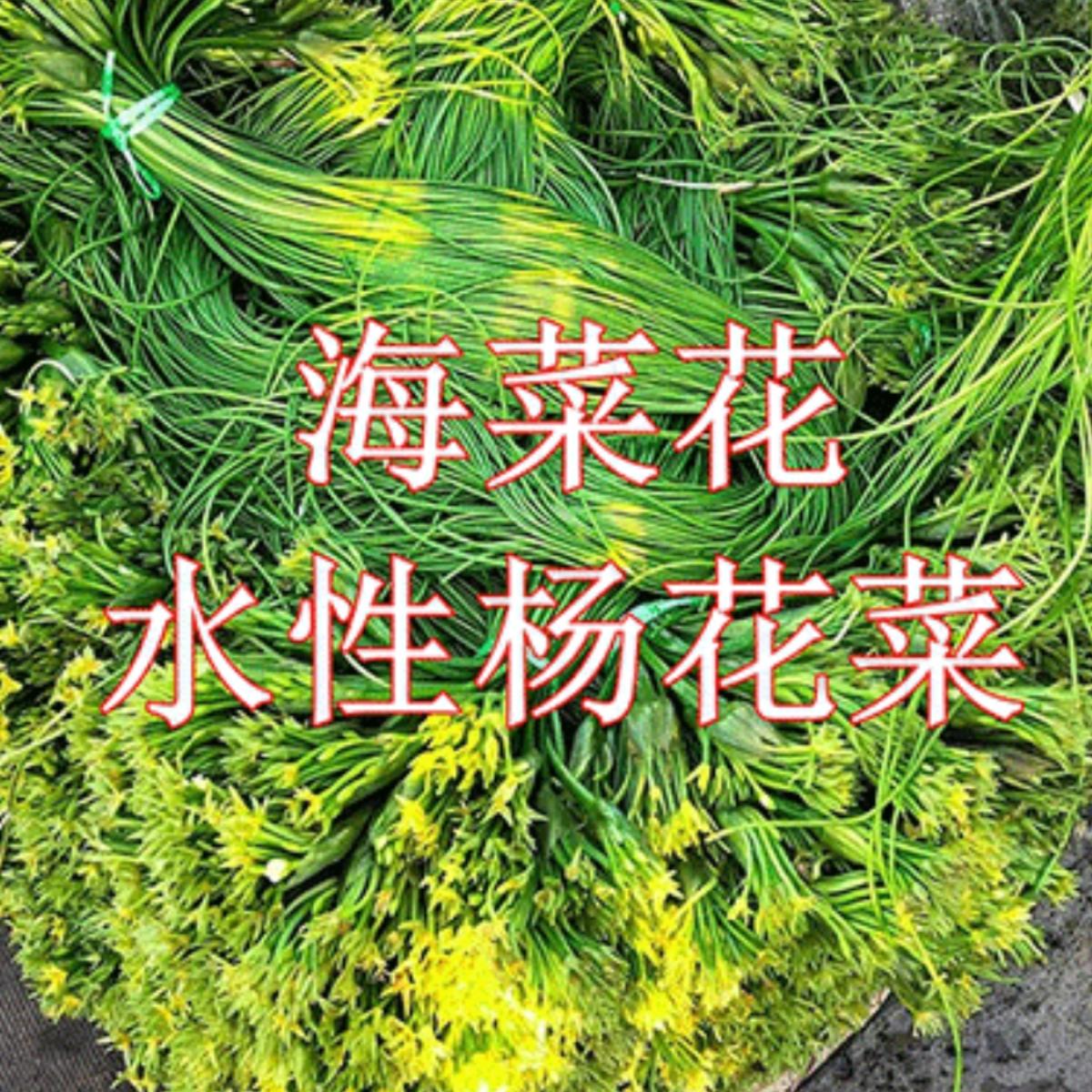 云南大理洱海特产新鲜蔬菜水性杨花菜泸沽湖海菜花现摘自农家包邮