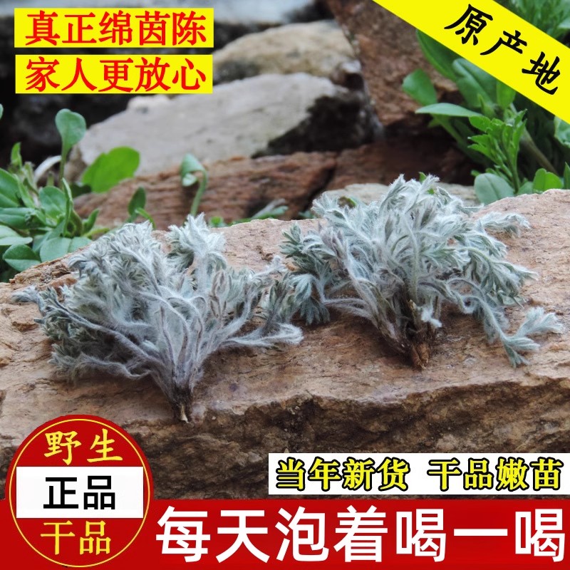 特级绵茵陈中腰材正宗野生新鲜草药养肝茶泡水喝正品官方