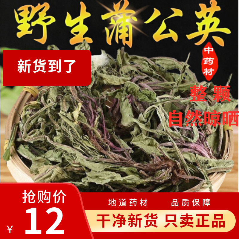 蒲公英全株整根特级新鲜中草药材