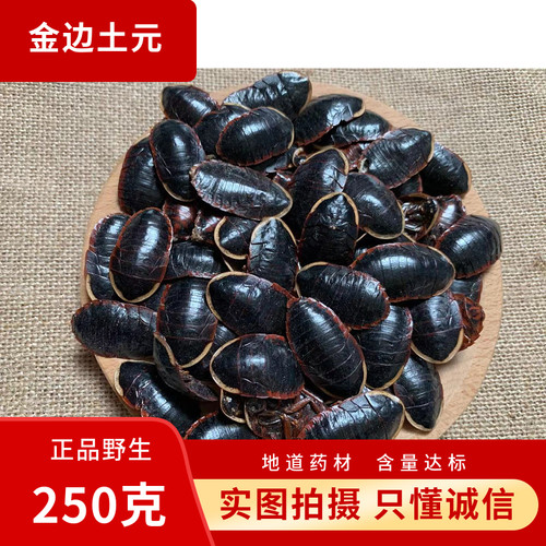 金边土元中药材土鳖虫土别土元地乌龟金边土元地鳖粉土元粉金边虫
