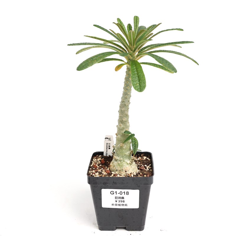 【朴原】巨琉桑 Dorstenia gigas  非洲珍奇潮流块根多肉盆栽绿植