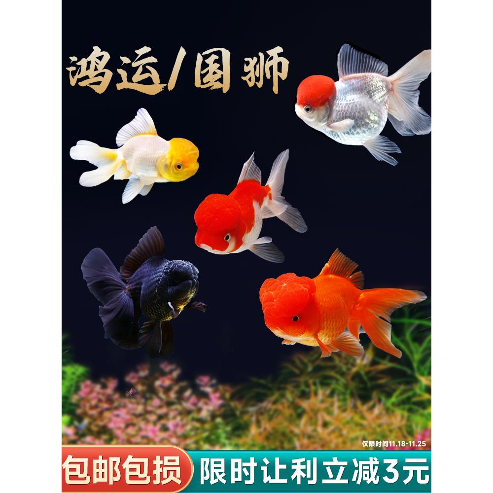金鱼活体冷水鱼精品观赏鱼鸿运当头淡水好养兰寿菠萝头泰国狮小型