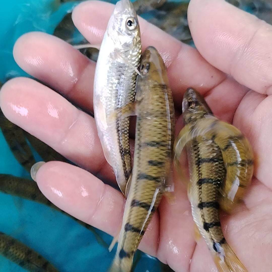 溪石斑鱼淡水光唇鱼苗原生冷水观赏鱼清水鱼苗好养耐活群游溪流鱼