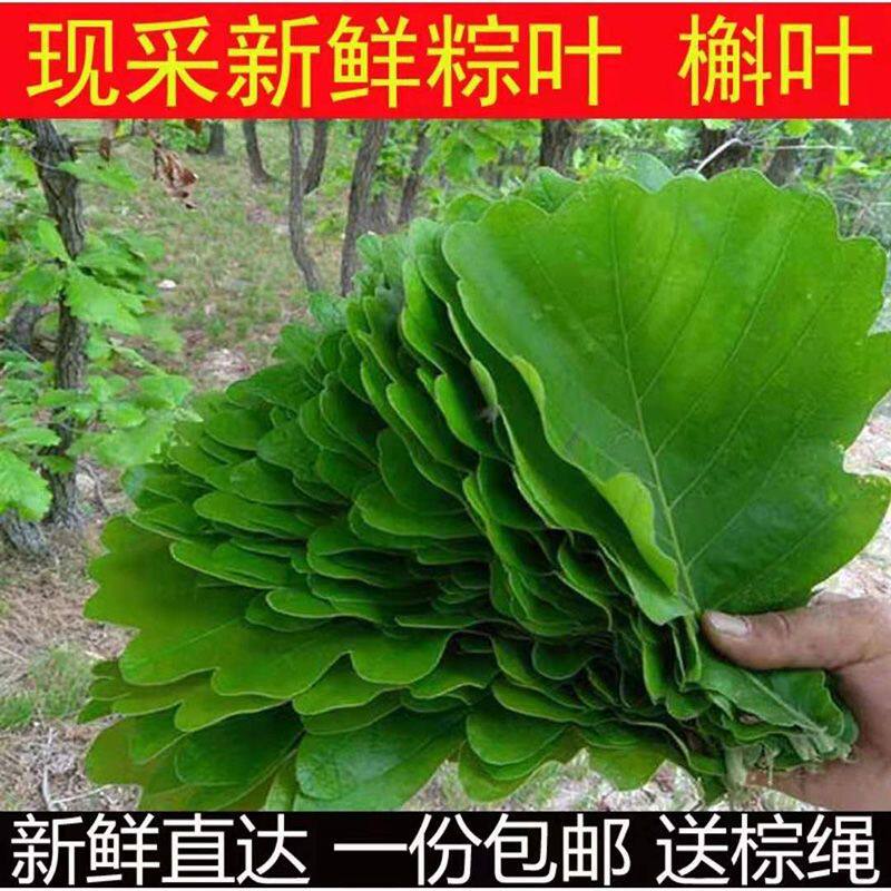 新鲜野外生采摘粽子粽叶端午节槲叶菠萝柞树伯乐玻璃叶大胡叶批发
