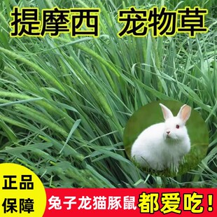 提摩西草种籽兔子专用牧草豚鼠荷兰猪龙猫干草食用草籽多年生种子