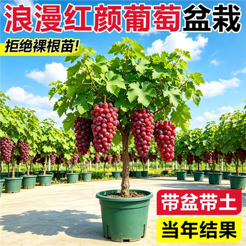浪漫红颜葡萄盆栽特大耐寒