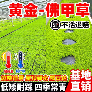 佛甲草草皮黄金万年草苗地被植物室内外庭院盆栽四季常青绿植好养