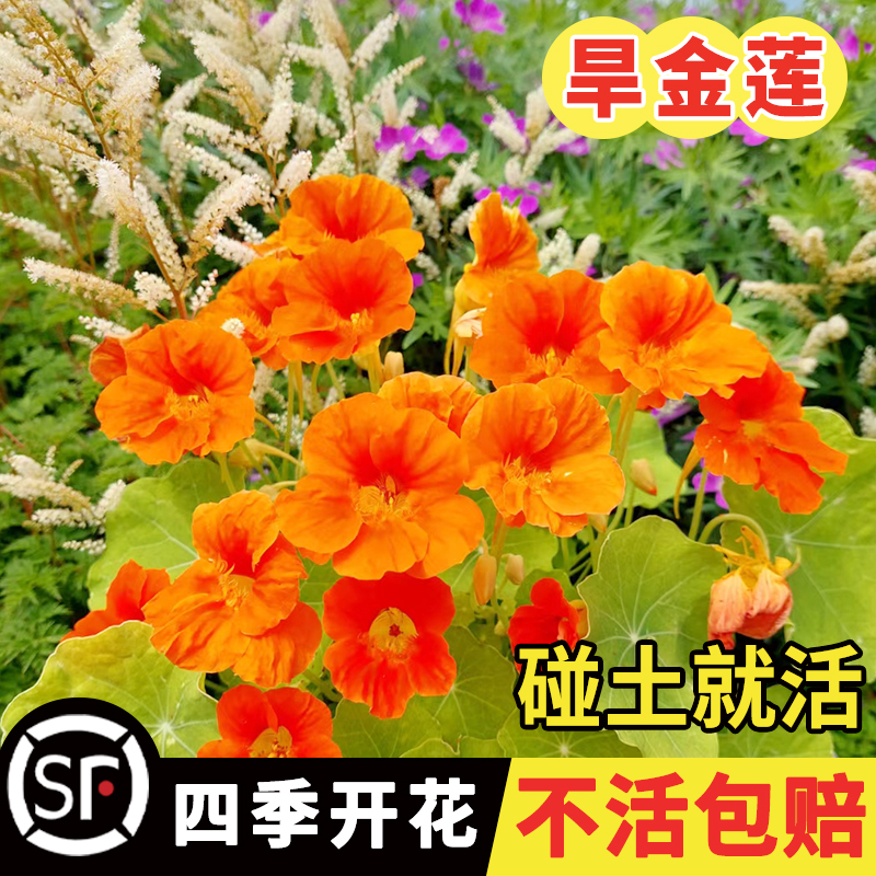 旱金莲种子子易种室内阳台爬藤金莲花庭院旱荷花花籽花卉种子