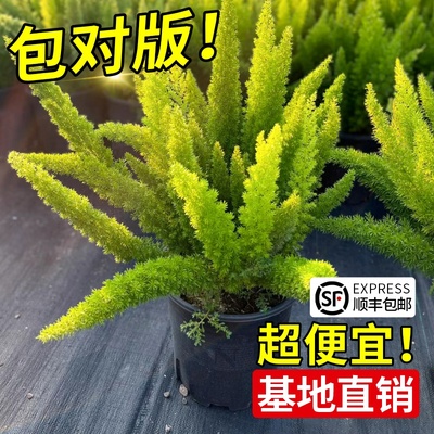 狐尾天门冬盆栽小苗大苗