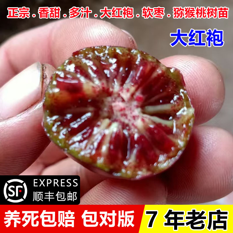 耐寒大红袍软枣猕猴桃树果苗爬藤红肉圆枣子抗冻奇异莓苗北方种植图片