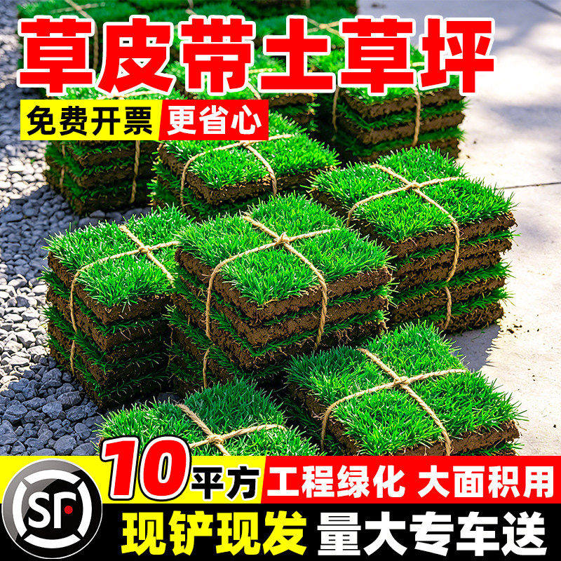 草皮带土草坪马尼拉果岭草草坪别墅庭院公园绿化工程专用带泥草皮