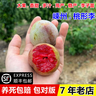嵊州桃形李树苗青脆脱骨红心李子苗嫁接桃型李果树苗南方北方种植