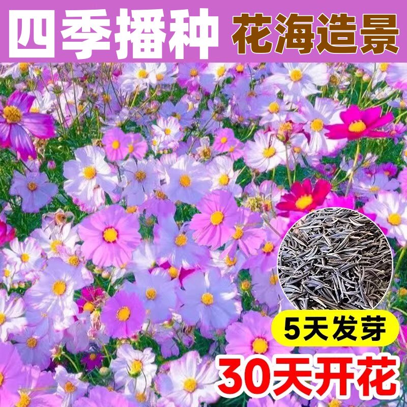 格桑花花种籽子太阳花种孑野波斯菊花草坪四季播种开花种子苗组合