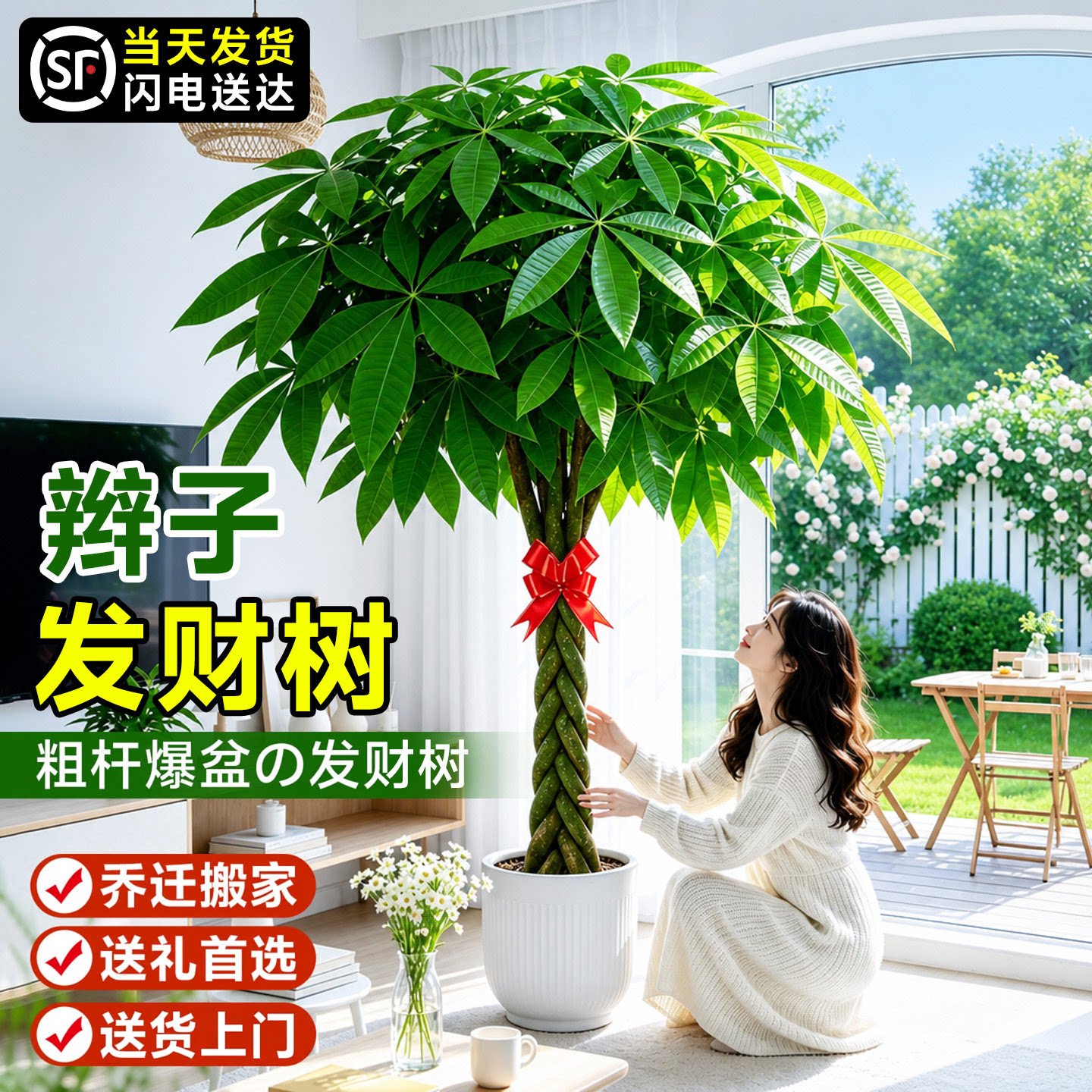 辫子发财树客厅大盆栽型绿