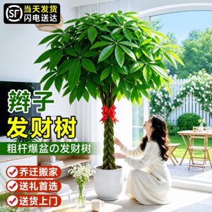 辫子发财树客厅大盆栽型绿