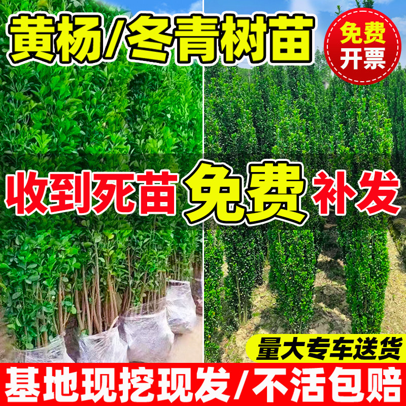 冬青树苗法国北海道黄杨直立篱笆墙庭院围墙植物四季常青耐寒绿篱