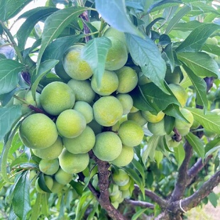 李树果苗嫁接汶川青脆李树苗脱骨清脆空心李子苗树苖南方北方种植