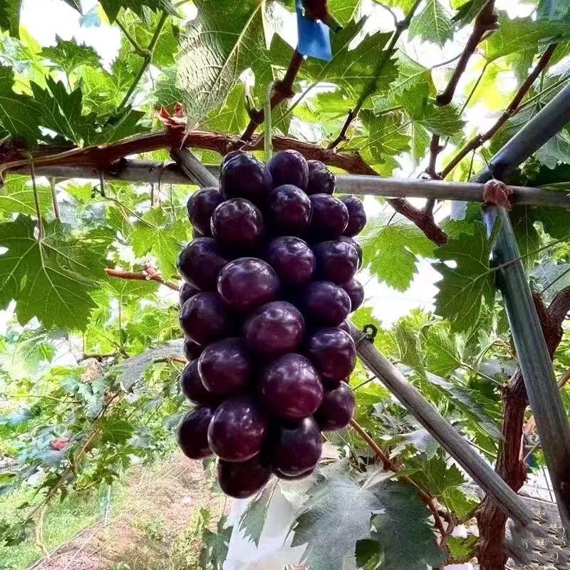 嫁接3309贝达5bb砧木富士之辉葡萄树苖黑色阳光玫瑰葡萄苗黑提树