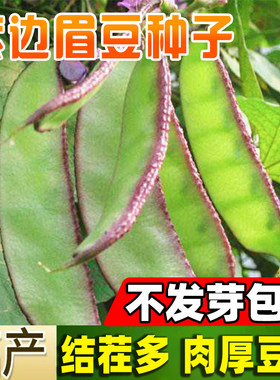 紫边眉豆种子早熟高产红边梅豆种孑猪耳朵扁豆四季播耐寒蔬菜种籽