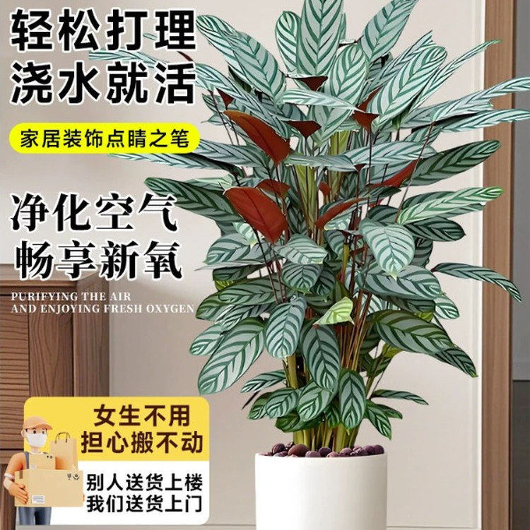 新飞羽竹芋盆栽植物好养活观叶网红绿植北欧风高档室内耐阴大绿植