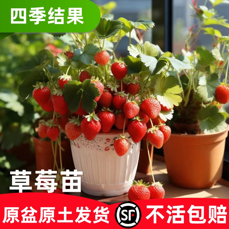 奶油草莓苗盆栽冬季带盆带土种籽子红颜四季结果阳台种植新秧果苗