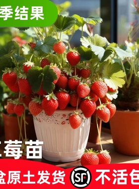 奶油草莓苗盆栽冬季带盆带土种籽子红颜四季结果阳台种植新秧果苗