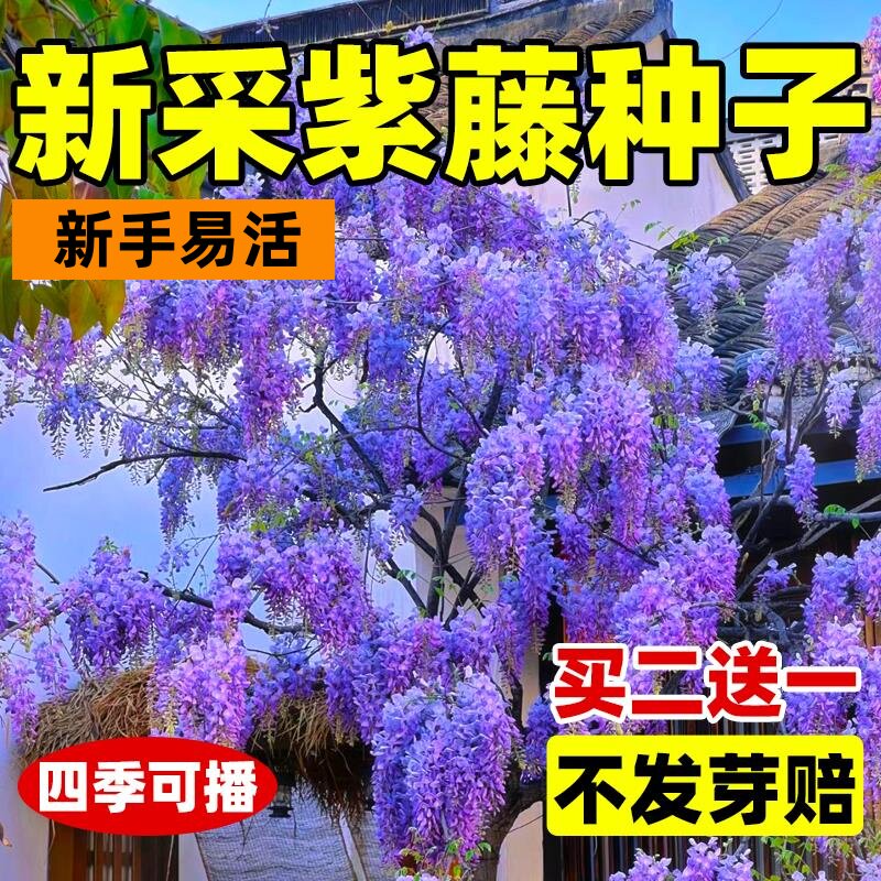 紫藤种子重瓣紫藤花苗花卉种子爬藤植物花种孑矮紫藤种籽四季可播