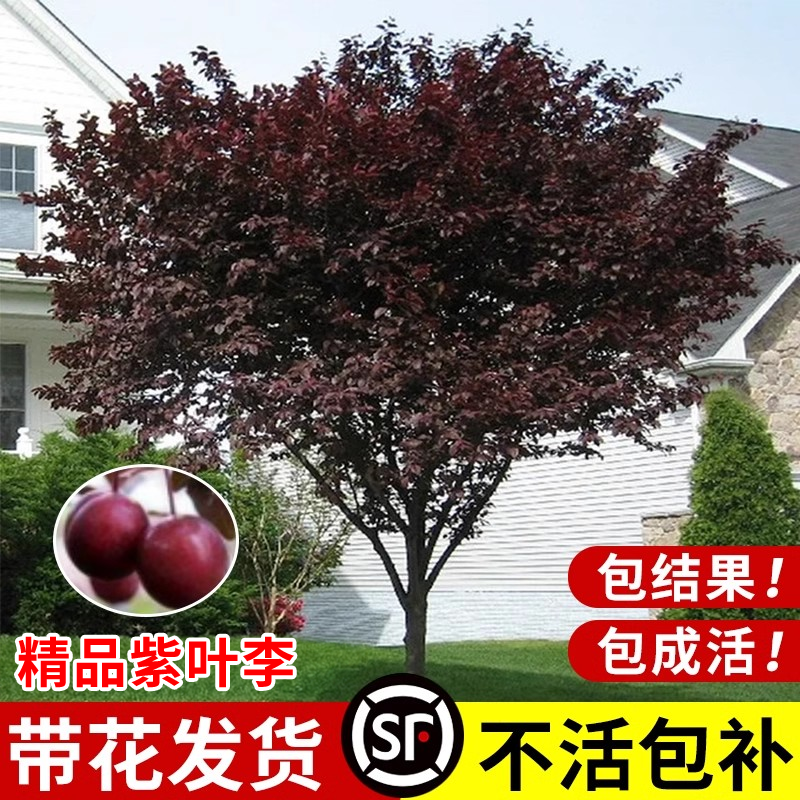 紫叶李树苗红叶李树苗园林绿化紫叶李子树风景树庭院地栽耐寒植物