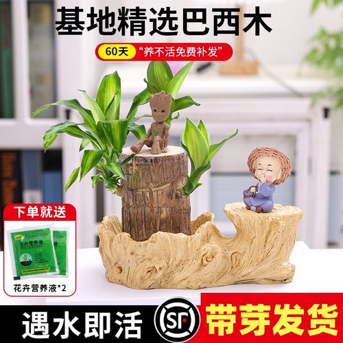 巴西木幸运木开花水培植物室内水养绿植盆栽格鲁特小树人四季好养