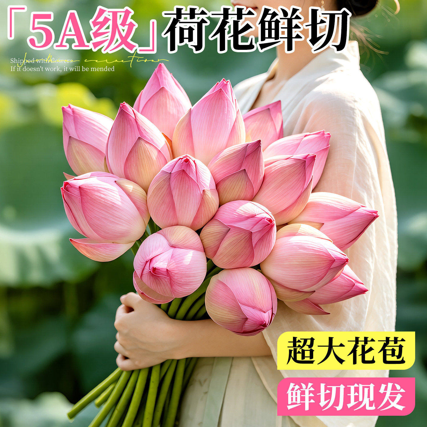 荷花鲜花室内插花好养云南基地直发水培植物中式禅意重瓣新鲜真花