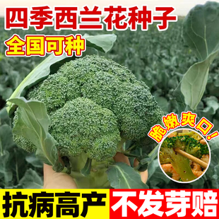 西兰花种子有机花菜盆栽种孑阳台庭院种植四季蔬菜秧苗秋冬季菜籽