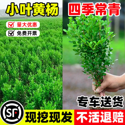 小叶黄杨苗瓜子黄杨球苗庭院篱笆绿化独杆黄杨树苗大叶黄杨冬青苗