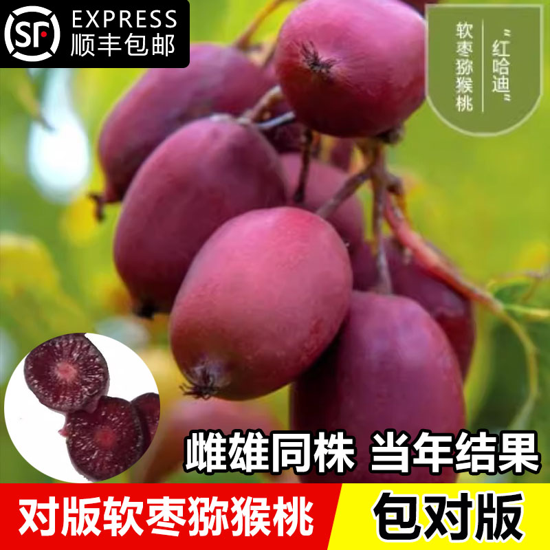 软枣猕猴桃树果苗盆栽地栽正宗红心软籽猕猴桃苗南方北方庭院果树