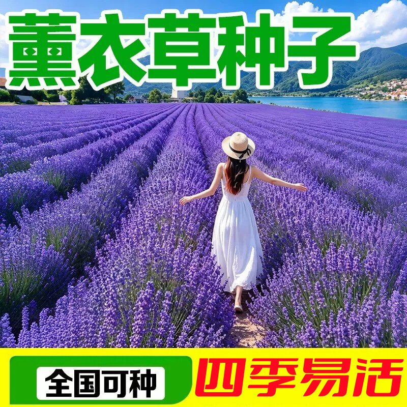 薰衣草花籽四季种植花种子庭院阳台开花盆栽花苗花卉易活驱蚊草种