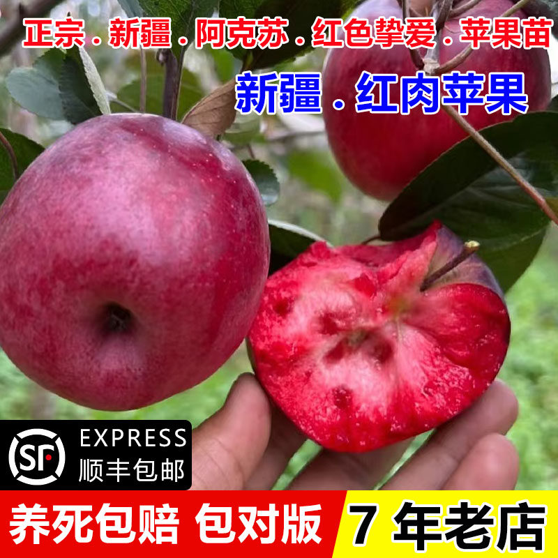 抗冻新疆阿克苏冰糖心红肉苹果苗矮化盆栽地耐寒红色挚爱苹果树苗图片
