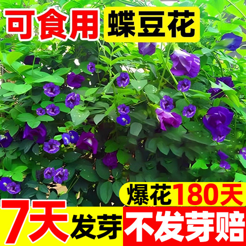 蝶豆花种子蓝蝴蝶花籽四季种植开花易活爬藤植物阳台庭院盆栽花苗