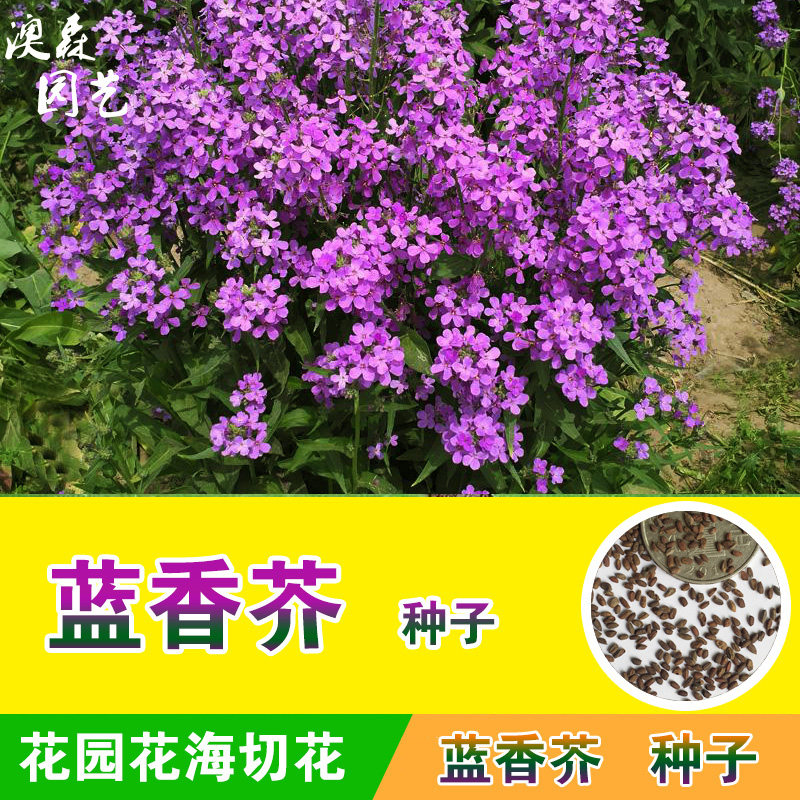 蓝香芥种子花种籽花园花卉花海打造绿化公园阳台易活春秋播花期长