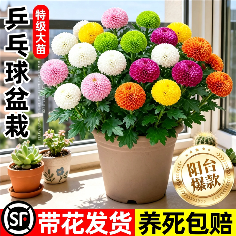 混色乒乓菊盆栽带花球菊花苗室内太阳花种籽阳台好养桌面鲜花绿植