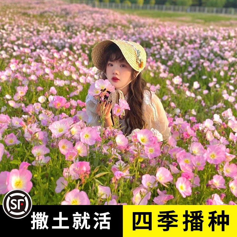 美丽月见草种子四季播种开花