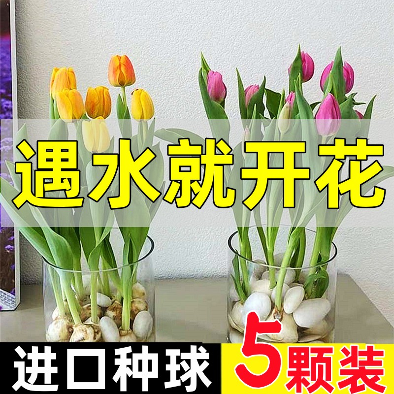 水培郁金香水养种球花卉盆栽绿植室内植物套餐洋水仙花土培风信子