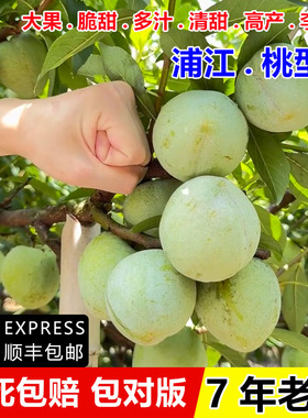 特大奈李果苗嫁接浦江桃形李树苗桃型李脆甜油奈李子苗南北方种植