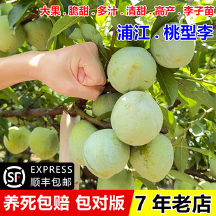 特大奈李果苗嫁接浦江桃形李树苗桃型李脆甜油奈李子苗南北方种植