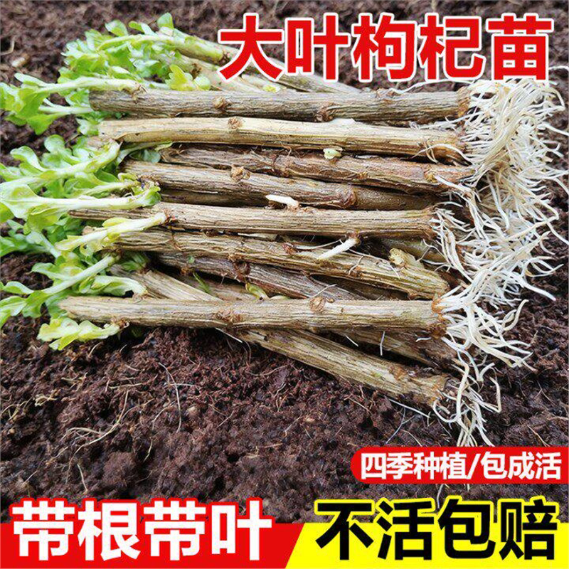 枸杞树苗高产大叶食用种绿图片
