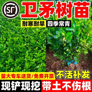 胶东卫矛树苗耐旱绿篱围墙绿化工程苗木四季常青庭院种植冬青卫矛