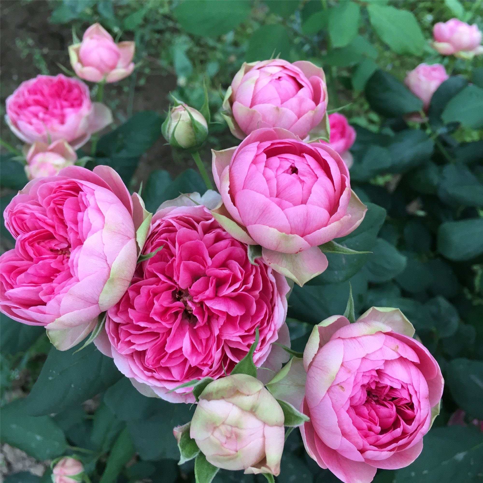 枫叶玫瑰花盆栽月季花苗四季开浓香大花灌木庭院阳台花卉植物好养